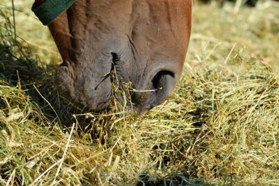 Horse in field eating hay